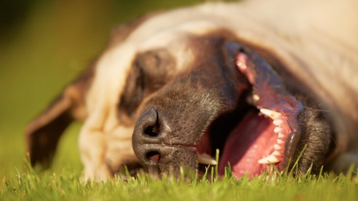 犬が『いびき』をかく原因とは？危険な4つの症状や考えられる病気まで(ブログ)