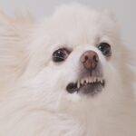 犬が『やめて』と言っているときにみせるサイン4選　見逃したくない行動や日頃から飼い主が気をつけるべきことまで(ブログ)