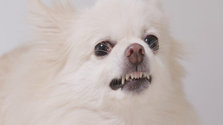 犬が『やめて』と言っているときにみせるサイン4選　見逃したくない行動や日頃から飼い主が気をつけるべきことまで(ブログ)
