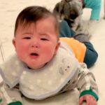 キッチンに侵入しようとする赤ちゃん→危険を感じた犬が…本当の姉と弟のような『必死すぎる止め方』が271万再生「容赦なくて草」「助かるｗ」(ブログ)