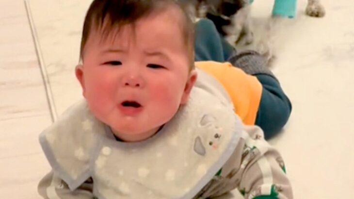 キッチンに侵入しようとする赤ちゃん→危険を感じた犬が…本当の姉と弟のような『必死すぎる止め方』が271万再生「容赦なくて草」「助かるｗ」(ブログ)