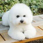 『モフモフでかわいい犬種』5選　長毛ワンコの強みや飼い方の注意点まで解説(ブログ)