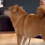 大嫌いなお風呂を頑張った犬→『ご褒美』を貰おうとして…あまりに愛おしい『まさかの妥協案』が67万再生「労働力ゼロで草」「足でいいんだｗ」(ブログ)