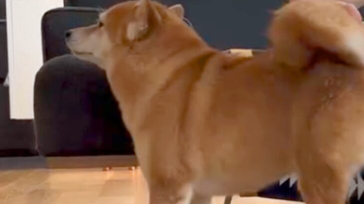 大嫌いなお風呂を頑張った犬→『ご褒美』を貰おうとして…あまりに愛おしい『まさかの妥協案』が67万再生「労働力ゼロで草」「足でいいんだｗ」(ブログ)