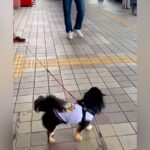 お兄ちゃん帰省のため『空港までお迎えにきた犬』→気付いた瞬間に…思わず泣ける『超熱烈歓迎』が17万再生「可愛くて涙」「なんて幸せなの」(ブログ)
