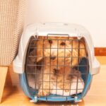 犬がクレートを嫌がるようになる絶対NGな使い方4つ　飼い主がやってしまいがちなこととは(ブログ)