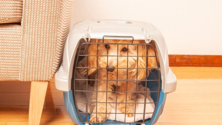 犬がクレートを嫌がるようになる絶対NGな使い方4つ　飼い主がやってしまいがちなこととは(ブログ)