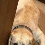 『猫のいる部屋に入っちゃダメ』と大型犬に言い聞かせた結果→ドアの前で…分かりやすすぎる『表情』が605万表示「たまらんｗ」「愛くるしい」(ブログ)