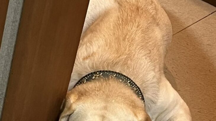 『猫のいる部屋に入っちゃダメ』と大型犬に言い聞かせた結果→ドアの前で…分かりやすすぎる『表情』が605万表示「たまらんｗ」「愛くるしい」(ブログ)