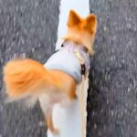散歩中によくぶつかる犬→心配で病院に連れて行ったら…医師から告げられた『まさかの診断結果』が56万再生「病名がｗｗ」「なんて愛おしい」(ブログ)