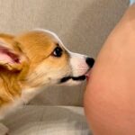 妊娠中、おなかの中の赤ちゃんに『犬が挨拶をし続けて…』→生まれて初めてのご対面が『尊すぎる』と反響「私も守ってほしい」の声も(ブログ)