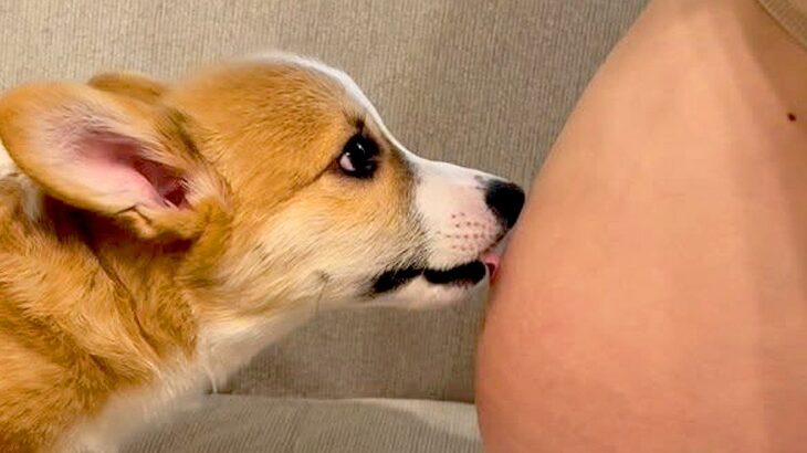 妊娠中、おなかの中の赤ちゃんに『犬が挨拶をし続けて…』→生まれて初めてのご対面が『尊すぎる』と反響「私も守ってほしい」の声も(ブログ)
