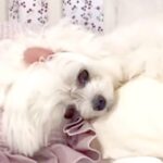 大好きなお父さんが亡くなってしまい、悲しみに暮れる3匹の犬…思わず泣けてくる『必死に立ち直ろうとする姿』に反響「絆に涙」「顔が変わった」(ブログ)