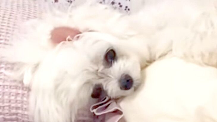 大好きなお父さんが亡くなってしまい、悲しみに暮れる3匹の犬…思わず泣けてくる『必死に立ち直ろうとする姿』に反響「絆に涙」「顔が変わった」(ブログ)