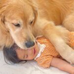 1歳の女の子が『大型犬への愛』をぶつけた結果…まるで母親のように『愛情をお返しする光景』が37万再生「第二のママだ」「愛おしい…」と悶絶(ブログ)