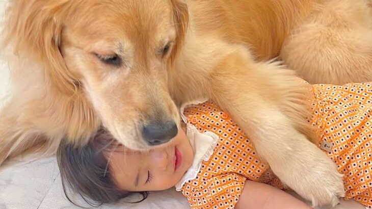1歳の女の子が『大型犬への愛』をぶつけた結果…まるで母親のように『愛情をお返しする光景』が37万再生「第二のママだ」「愛おしい…」と悶絶(ブログ)