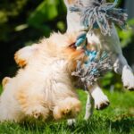 犬用の『ロープのおもちゃ』に潜んでいるリスク4つ　安全に遊ばせるためのポイントや注意点を解説(ブログ)