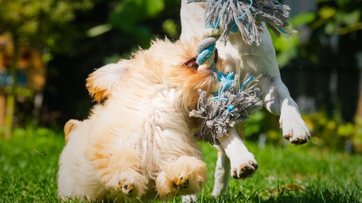 犬用の『ロープのおもちゃ』に潜んでいるリスク4つ　安全に遊ばせるためのポイントや注意点を解説(ブログ)
