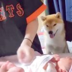 お母さんに甘えたい犬→でも『赤ちゃんのお世話中』だったので…とんでもなく尊い『健気すぎる行動』が36万再生「優しい兄」「ぎゅってしたい」(ブログ)