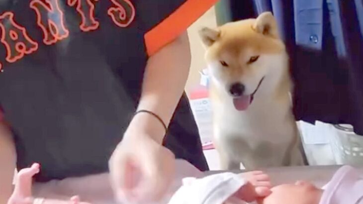 お母さんに甘えたい犬→でも『赤ちゃんのお世話中』だったので…とんでもなく尊い『健気すぎる行動』が36万再生「優しい兄」「ぎゅってしたい」(ブログ)