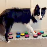 『会話ボタン』で犬に名前を呼ばれたので、目をそらしてみた結果…まさかの『人間のような行動』が16万再生「会話できるの凄い」「天才」と称賛(ブログ)