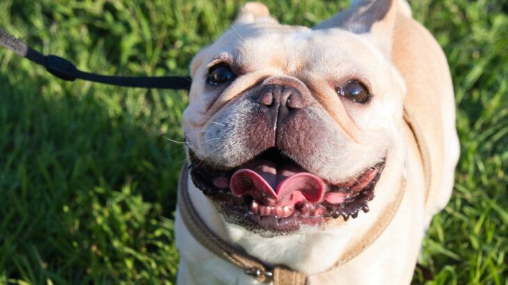 犬が『嬉しくてたまらない』ときにみせる仕草4つ　喜びのサインから注意すべきポイントまで解説(ブログ)