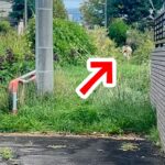 朝、散歩から『2時間も帰ってこない』パパと犬→心配で探しに行ったら…甘えん坊すぎる『まさかの光景』が話題「可愛い」「余力あったよねｗ」(ブログ)