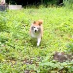 庭で遊んでいた犬→戻ってきたと思ったら…まさかの『違う動物になった姿』に10万いいね集まる「最高に楽しそう」「しっぽフリフリｗ」と絶賛(ブログ)