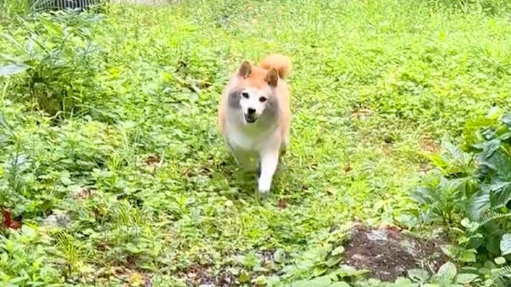 庭で遊んでいた犬→戻ってきたと思ったら…まさかの『違う動物になった姿』に10万いいね集まる「最高に楽しそう」「しっぽフリフリｗ」と絶賛(ブログ)