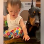 疲れていても赤ちゃんを見守る大型犬→ふと同居犬を見てみると…あまりにも差がある『まさかの光景』が27万再生「最高すぎｗｗ」「白目で草」(ブログ)