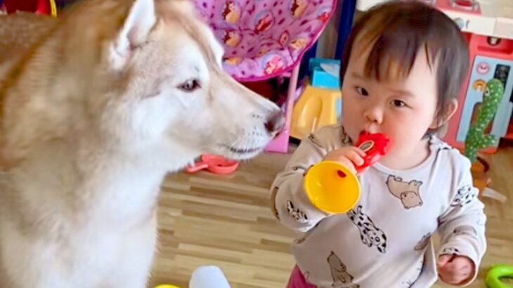 『ラッパのおもちゃ』で遊ぶ赤ちゃん→隣にいた大型犬が…まさかの『とんでもなく尊い音楽隊』が8万再生「カオスでたまらんｗ」「可愛い音楽会」(ブログ)
