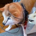 ご飯を食べていた『16歳の老犬』→何やらもめているなと思ったら…想像を超える『衝撃的な抗議』が27万再生「コント？ｗ」「知恵の輪で草」(ブログ)