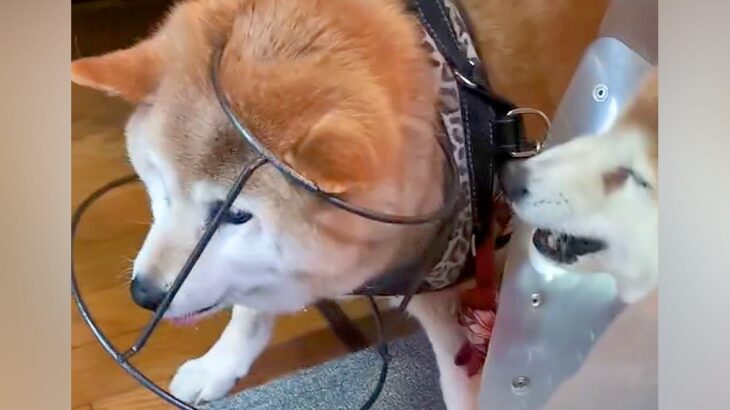 ご飯を食べていた『16歳の老犬』→何やらもめているなと思ったら…想像を超える『衝撃的な抗議』が27万再生「コント？ｗ」「知恵の輪で草」(ブログ)