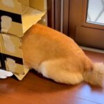 お風呂が大嫌いな犬→どうしても入りたくなくて…衝撃的な『拒否の仕方』と攻防戦が95万再生「まるでコントｗ」「完全に言葉を理解してる」(ブログ)