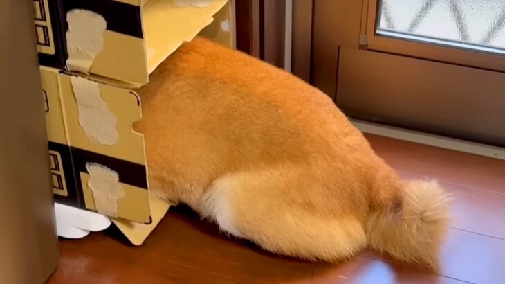 お風呂が大嫌いな犬→どうしても入りたくなくて…衝撃的な『拒否の仕方』と攻防戦が95万再生「まるでコントｗ」「完全に言葉を理解してる」(ブログ)