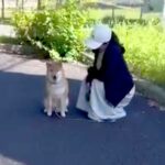 家では犬に吠えられているパパ→道でいきなり会ったらどうなるのか検証した結果…思いもよらない『まさかの展開』が22万再生「ツンデレｗ」(ブログ)