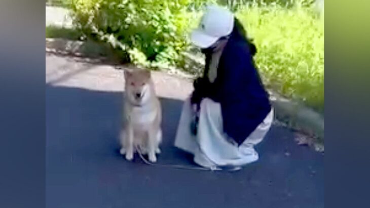 家では犬に吠えられているパパ→道でいきなり会ったらどうなるのか検証した結果…思いもよらない『まさかの展開』が22万再生「ツンデレｗ」(ブログ)