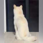 パパが仕事に行ってしまった結果、お留守番になった犬が…この世の終わり？『絶望のリアクション』に爆笑「悪いけど笑ったｗ」「抱きしめたいｗ」(ブログ)