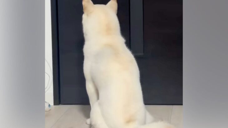 パパが仕事に行ってしまった結果、お留守番になった犬が…この世の終わり？『絶望のリアクション』に爆笑「悪いけど笑ったｗ」「抱きしめたいｗ」(ブログ)