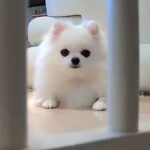 部屋に設置した『見守りカメラ』を見つめる犬→『遠隔で動かしてみた』結果…思った以上のリアクションが225万表示「ずっと見てて可愛すぎｗ」(ブログ)