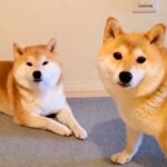 お風呂嫌いな犬に『お風呂入る？』と言った結果…まさかの『人間のような行動』が141万再生「風呂キャンセル界隈犬」「可愛すぎｗｗ」と大絶賛(ブログ)