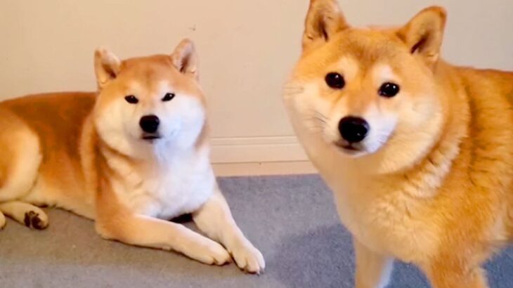 お風呂嫌いな犬に『お風呂入る？』と言った結果…まさかの『人間のような行動』が141万再生「風呂キャンセル界隈犬」「可愛すぎｗｗ」と大絶賛(ブログ)