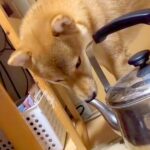 やかんの注ぎ口に鼻を突っ込む犬→観察していたら、次の瞬間…『鼻息』が想像以上で面白すぎると62万再生「なんちゅう遊びｗ」「思わず吹いた」(ブログ)