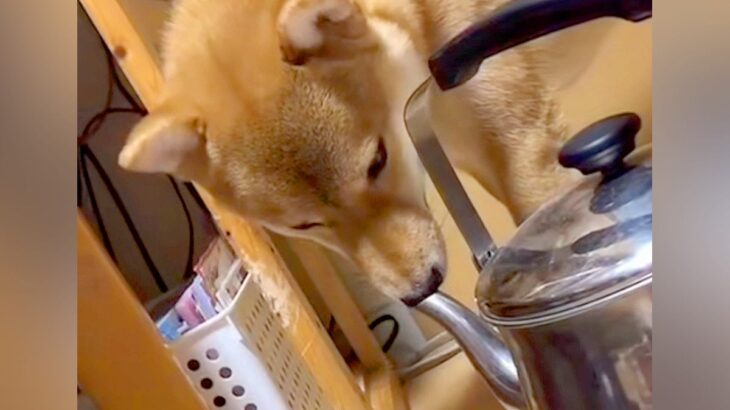 やかんの注ぎ口に鼻を突っ込む犬→観察していたら、次の瞬間…『鼻息』が想像以上で面白すぎると62万再生「なんちゅう遊びｗ」「思わず吹いた」(ブログ)