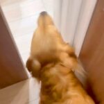 家に遊びに来たおじいちゃん→4歳の大型犬が、聞いたこともない声で…愛に溢れている『激しい熱烈大歓迎』に反響「嬉しさ爆発」「ラブラブ」(ブログ)