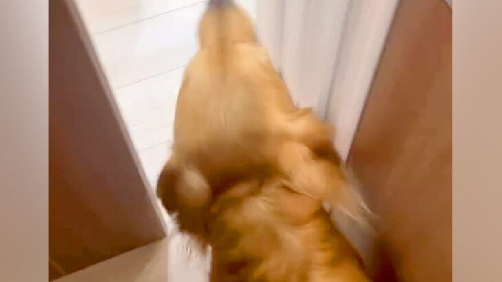 家に遊びに来たおじいちゃん→4歳の大型犬が、聞いたこともない声で…愛に溢れている『激しい熱烈大歓迎』に反響「嬉しさ爆発」「ラブラブ」(ブログ)