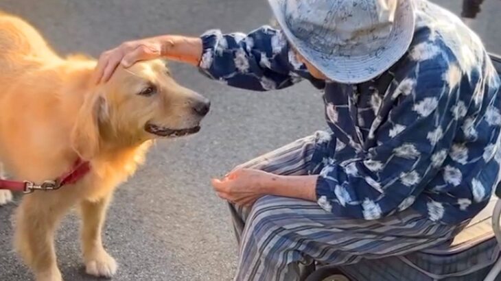 散歩中に『おばあちゃん』と久しぶりに会った大型犬→ふたりでお話をして…思わず涙が出る『心温まる光景』が38万再生「なんて尊いの…」と感動(ブログ)