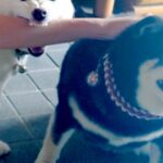 遊びに来た友人を歓迎する2匹の犬→『撫でる順番』で嫉妬して…衝撃的な『まさかの行動』が361万表示「犬神様で草」「必死すぎて可愛いｗ」(ブログ)