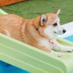 初めてウォータースライダーに挑戦した『短足の犬』→あまりにも可愛い『ジャンプの瞬間』が100万表示「芸術点満点」「美しい…」と反響(ブログ)