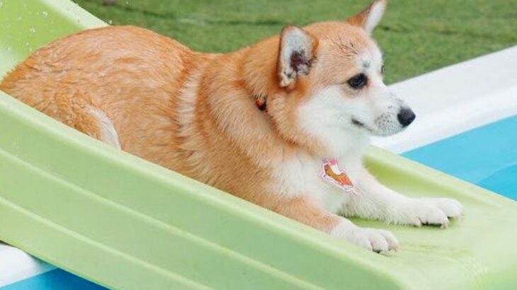 初めてウォータースライダーに挑戦した『短足の犬』→あまりにも可愛い『ジャンプの瞬間』が100万表示「芸術点満点」「美しい…」と反響(ブログ)